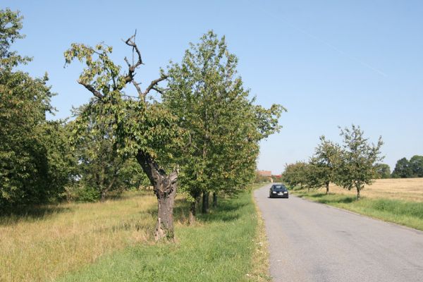 Dobrkov, 9.9.2009
Třešňovka u západního okraje obce u silnice na Podlažice.
Schlüsselwörter: Dobrkov Anthaxia candens