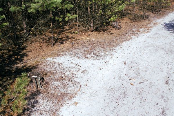 Doksy, 21.4.2003
Okraj písčité cesty pod Havířským vrchem. Písčitá půda v okolí starých borových pařízků je biotopem kovaříka Cardiophorus ruficollis.
Mots-clés: Doksy Havířský vrch Cardiophorus ruficollis Paracardiophorus musculus Ampedus balteatus