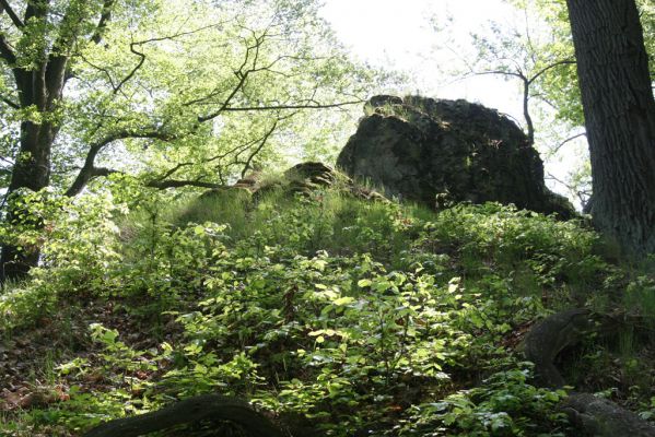 Doksy, 29.4.2018
Mlýnský vrch - vrcholová skála. Biotop kovaříka Selatosomus cruciatus.
Klíčová slova: Doksy Mlýnský vrch Selatosomus cruciatus