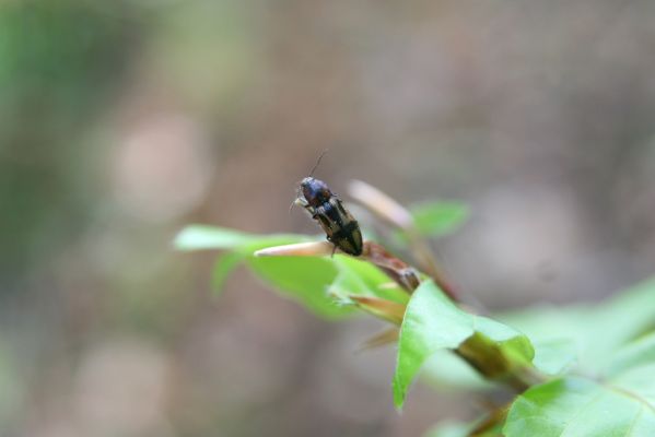 Doksy, 29.4.2018
Mlýnský vrch - kovařík Selatosomus cruciatus.
Klíčová slova: Doksy Mlýnský vrch Selatosomus cruciatus