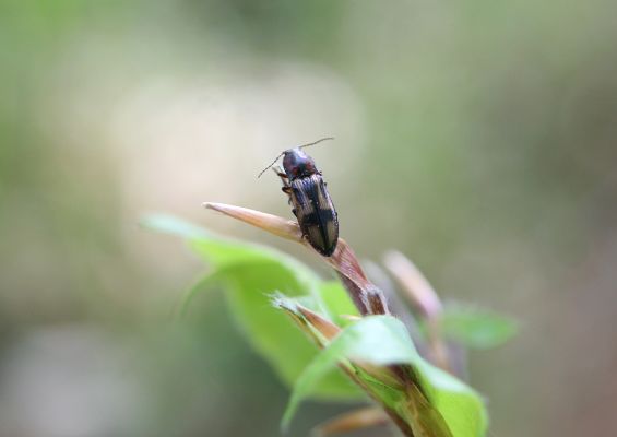 Doksy, 29.4.2018
Mlýnský vrch - kovařík Selatosomus cruciatus.
Klíčová slova: Doksy Mlýnský vrch Selatosomus cruciatus