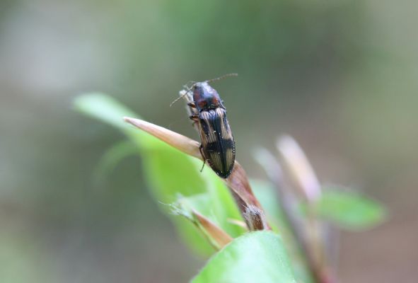 Doksy, 29.4.2018
Mlýnský vrch - kovařík Selatosomus cruciatus.
Schlüsselwörter: Doksy Mlýnský vrch Selatosomus cruciatus