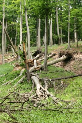 Doksy - Pecopala, 29.5.2008
Kokořínsko, Polomené hory. Bukový les na jižním svahu vrchu Pecopala.



Klíčová slova: Doksy Kokořínsko Polomené hory vrch Pecopala