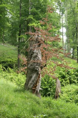 Doksy - Pecopala, 29.5.2008
Kokořínsko, Polomené hory. Bukový les na jižním svahu vrchu Pecopala.


Klíčová slova: Doksy Kokořínsko Polomené hory vrch Pecopala Procraerus tibialis