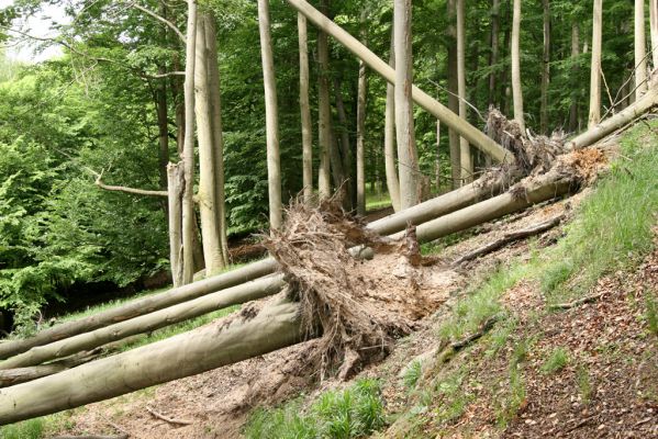 Doksy - Pecopala, 29.5.2008
Kokořínsko, Polomené hory. Bukový les na jižním svahu vrchu Pecopala.



Klíčová slova: Doksy Kokořínsko Polomené hory vrch Pecopala