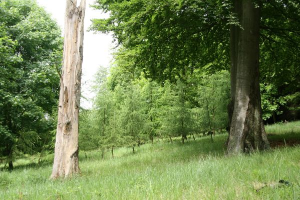 Doksy - Pecopala, 29.5.2008
Kokořínsko, Polomené hory. Les na jižním svahu vrchu Pecopala.



Klíčová slova: Doksy Kokořínsko Polomené hory vrch Pecopala