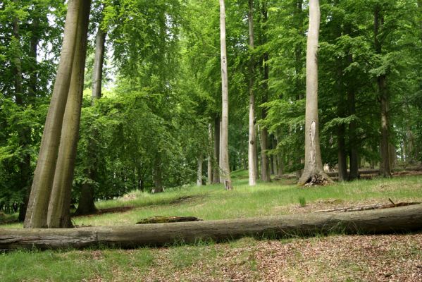 Doksy - Pecopala, 29.5.2008
Kokořínsko, Polomené hory. Bukový les na jižním svahu vrchu Pecopala.
Mots-clés: Doksy Kokořínsko Polomené hory vrch Pecopala