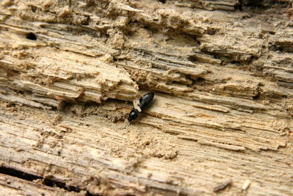 Doksy - Pecopala, 29.5.2008
Kokořínsko, Polomené hory, les na vrchu Pecopala. Kovařík Hypoganus inuctus na trouchnivém dřevě padlého kmene dubu.



Klíčová slova: Doksy Kokořínsko Polomené hory vrch Pecopala Hypoganus inunctus