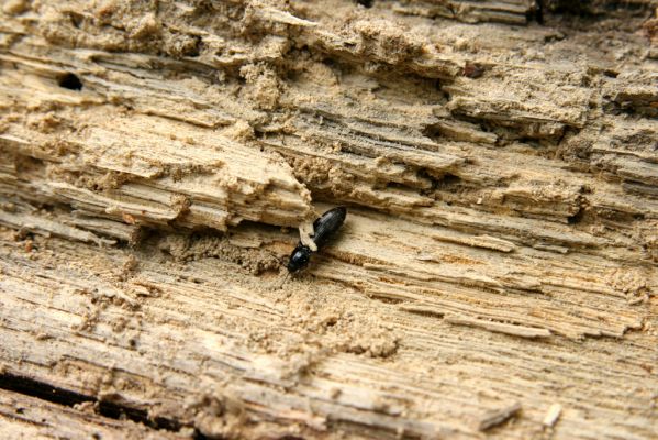 Doksy - Pecopala, 29.5.2008
Kokořínsko, Polomené hory, les na vrchu Pecopala. Kovařík Hypoganus inuctus na trouchnivém dřevě padlého kmene dubu.



Schlüsselwörter: Doksy Kokořínsko Polomené hory vrch Pecopala Hypoganus inunctus