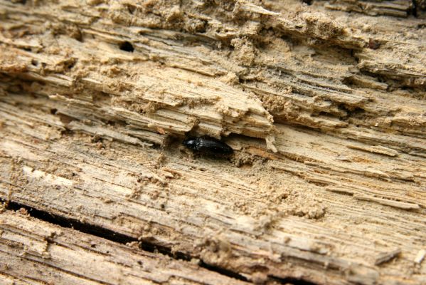 Doksy - Pecopala, 29.5.2008
Kokořínsko, Polomené hory, les na vrchu Pecopala. Kovařík Hypoganus inuctus na trouchnivém dřevě padlého kmene dubu.



Klíčová slova: Doksy Kokořínsko Polomené hory vrch Pecopala Hypoganus inunctus