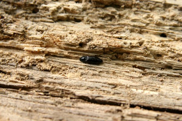 Doksy - Pecopala, 29.5.2008
Kokořínsko, Polomené hory, les na vrchu Pecopala. Kovařík Hypoganus inuctus na trouchnivém dřevě padlého kmene dubu.


Klíčová slova: Doksy Kokořínsko Polomené hory vrch Pecopala Hypoganus inunctus