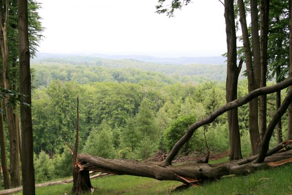 Doksy - Pecopala, 29.5.2008
Kokořínsko, Polomené hory. Bukový les na severním svahu vrchu Pecopala.



Klíčová slova: Doksy Kokořínsko Polomené hory vrch Pecopala