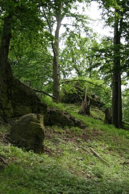 Doksy - Pecopala, 29.5.2008
Kokořínsko, Polomené hory. Bukový les na severním svahu vrchu Pecopala.



Keywords: Doksy Kokořínsko Polomené hory vrch Pecopala