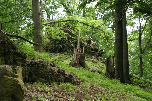 Doksy - Pecopala, 29.5.2008
Kokořínsko, Polomené hory. Bukový les na severním svahu vrchu Pecopala.



Klíčová slova: Doksy Kokořínsko Polomené hory vrch Pecopala