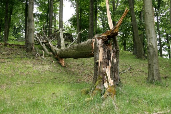 Doksy - Pecopala, 29.5.2008
Kokořínsko, Polomené hory. Bukový les na severním svahu vrchu Pecopala.


Mots-clés: Doksy Kokořínsko Polomené hory vrch Pecopala