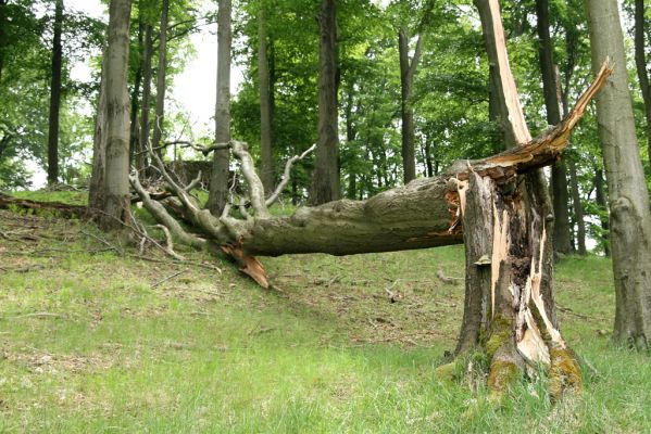 Doksy - Pecopala, 29.5.2008
Kokořínsko, Polomené hory. Bukový les na severním svahu vrchu Pecopala.



Schlüsselwörter: Doksy Kokořínsko Polomené hory vrch Pecopala