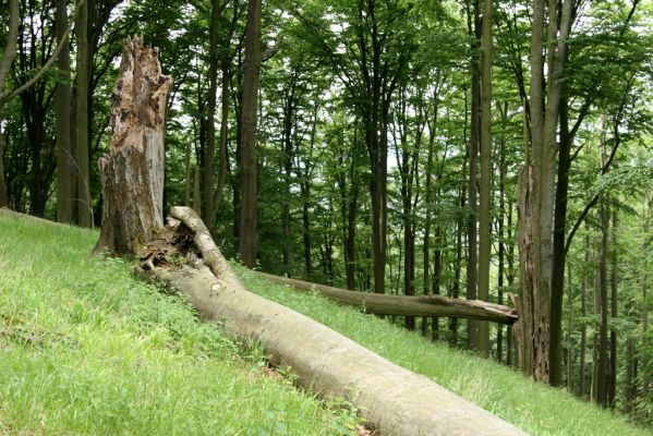 Doksy - Pecopala, 29.5.2008
Kokořínsko, Polomené hory, les na secerním svahu vrchu Pecopala. 
Klíčová slova: Doksy Kokořínsko Polomené hory vrch Pecopala