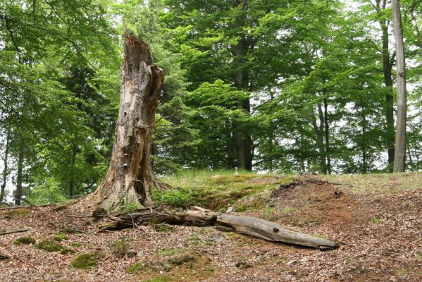 Doksy - Pecopala, 29.5.2008
Kokořínsko, Polomené hory. Bukový les na severním svahu vrchu Pecopala.


Klíčová slova: Doksy Kokořínsko Polomené hory vrch Pecopala