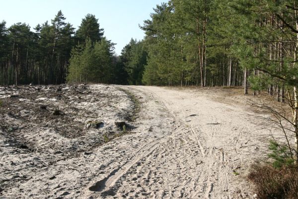 Staré Splavy, 3.4.2009
Okraje širokých osluněných písčitých cest mezi vrchy Borný a Šroubený osidlují pískomilní kovaříci.
Klíčová slova: Staré Splavy Máchovo jezero Paracardiophorus musculus Cardiophorus ruficollis ebeninus