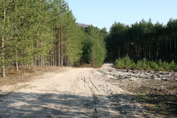 Staré Splavy, 3.4.2009
Okraje širokých osluněných písčitých cest mezi vrchy Borný a Šroubený osidlují pískomilní kovaříci.
Klíčová slova: Staré Splavy Máchovo jezero Paracardiophorus musculus Cardiophorus ruficollis ebeninus
