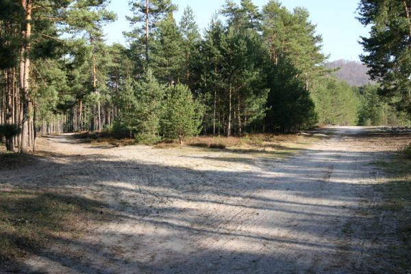 Staré Splavy, 3.4.2009
Okraje širokých osluněných písčitých cest mezi vrchy Borný a Šroubený osidlují pískomilní kovaříci.
Klíčová slova: Staré Splavy Máchovo jezero Paracardiophorus musculus Cardiophorus nigerrimus ruficollis ebeninus