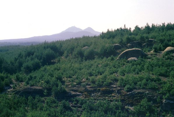 Doksy env., 9.8.1996
Pohled od Havířského vrchu na Bezděz.
Klíčová slova: Doksy Havířský vrch Bezděz Paracardiophorus musculus