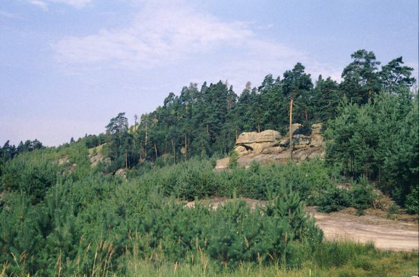 Doksy env., 9.8.1996
Havířský vrch.
Schlüsselwörter: Doksy Havířský vrch Paracardiophorus musculus Cardiophorus ruficollis ebeninus asellus