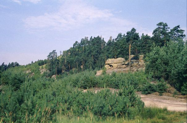 Doksy env., 9.8.1996
Havířský vrch.
Klíčová slova: Doksy Havířský vrch Paracardiophorus musculus Cardiophorus ruficollis ebeninus asellus