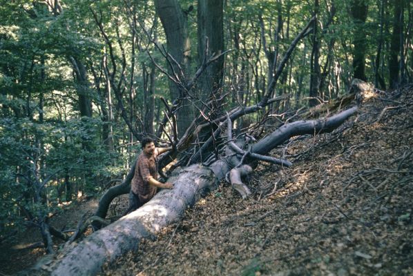 Bezděz, 9.8.1996
Padlý buk na svazích vrchu Malý BezPohled od Havířského vrchu na Bezděz.děz. Na snímku Ladislav David junior.
Schlüsselwörter: Bezděz Malý Bezděz Ladislav David