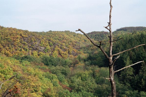 Dolní Břežany, 19.10.2004
Károvské údolí. Pohled od Jarova na Hradiště Závist. 
Klíčová slova: Dolní Břežany Károvské údolí Jarova Hradiště Závist Cardiophorus erichsoni