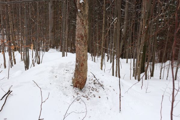 Dolní Morava, 27.1.2021
Králický Sněžník, javor v bučině nad Kamenitým potokem.
Klíčová slova: Dolní Morava Králický Sněžník Kamenitý potok Phloeostichus denticollis Dendrophagus crenatus