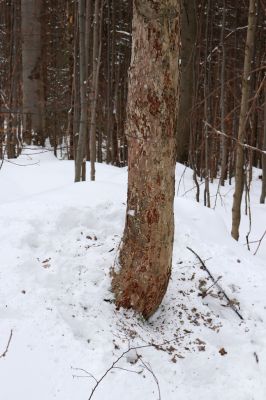 Dolní Morava, 27.1.2021
Králický Sněžník, javor v bučině nad Kamenitým potokem.
Klíčová slova: Dolní Morava Králický Sněžník Kamenitý potok Phloeostichus denticollis Dendrophagus crenatus