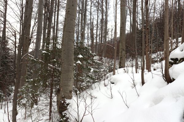 Dolní Morava, 27.1.2021
Králický Sněžník, bučina nad Kamenitým potokem.
Klíčová slova: Dolní Morava Králický Sněžník Kamenitý potok bučina