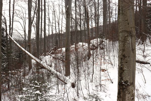 Dolní Morava, 27.1.2021
Králický Sněžník, bučina nad Kamenitým potokem.
Klíčová slova: Dolní Morava Králický Sněžník Kamenitý potok bučina