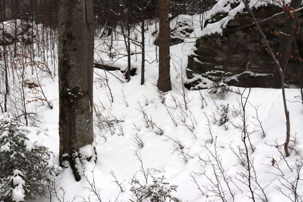 Dolní Morava, 27.1.2021
Králický Sněžník, bučina nad Kamenitým potokem.
Klíčová slova: Dolní Morava Králický Sněžník Kamenitý potok bučina