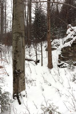 Dolní Morava, 27.1.2021
Králický Sněžník, bučina nad Kamenitým potokem.
Mots-clés: Dolní Morava Králický Sněžník Kamenitý potok bučina