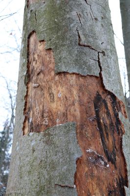 Dolní Morava, 27.1.2021
Králický Sněžník, buk nad Kamenitým potokem.
Klíčová slova: Dolní Morava Králický Sněžník Kamenitý potok Dendrophagus crenatus