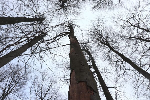 Dolní Morava, 27.1.2021
Králický Sněžník, buky nad Kamenitým potokem.
Klíčová slova: Dolní Morava Králický Sněžník Kamenitý potok Dendrophagus crenatus
