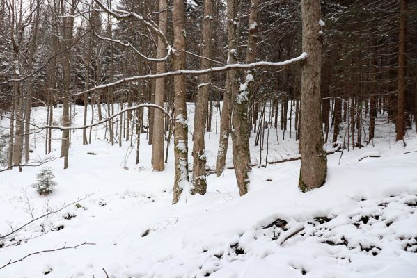 Dolní Morava, 27.1.2021
Králický Sněžník, javory u Kamenitého potoka.
Klíčová slova: Dolní Morava Králický Sněžník Kamenitý potok Phloeostichus denticollis
