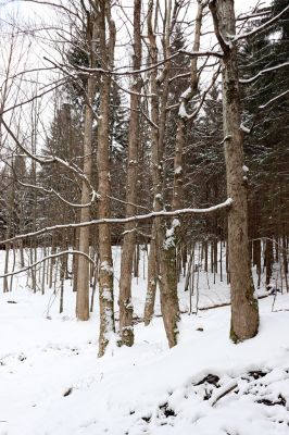 Dolní Morava, 27.1.2021
Králický Sněžník, javory u Kamenitého potoka.
Klíčová slova: Dolní Morava Králický Sněžník Kamenitý potok Phloeostichus denticollis