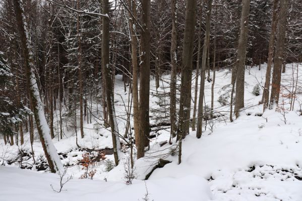 Dolní Morava, 27.1.2021
Králický Sněžník, javory u Kamenitého potoka.
Klíčová slova: Dolní Morava Králický Sněžník Kamenitý potok Phloeostichus denticollis