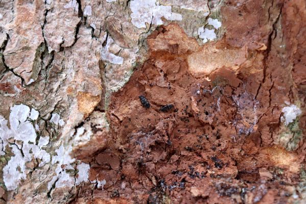 Dolní Morava, 27.1.2021
Králický Sněžník, Phloeostichus denticollis v kůře javoru u Kamenitého potoka.
Klíčová slova: Dolní Morava Králický Sněžník Kamenitý potok Phloeostichus denticollis