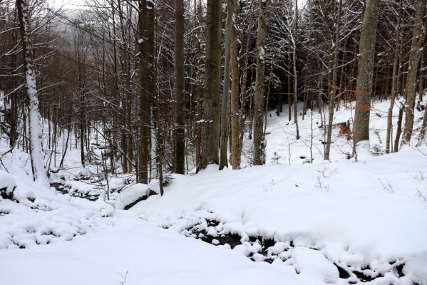 Dolní Morava, 27.1.2021
Králický Sněžník, javory u Kamenitého potoka.
Klíčová slova: Dolní Morava Králický Sněžník Kamenitý potok Phloeostichus denticollis
