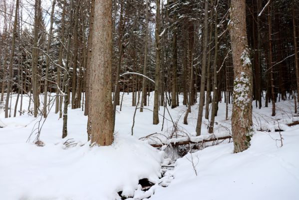 Dolní Morava, 27.1.2021
Králický Sněžník, javory u Kamenitého potoka.
Klíčová slova: Dolní Morava Králický Sněžník Kamenitý potok Phloeostichus denticollis