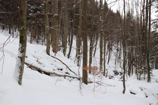 Dolní Morava, 27.1.2021
Králický Sněžník, javory u Kamenitého potoka.
Klíčová slova: Dolní Morava Králický Sněžník Kamenitý potok Phloeostichus denticollis