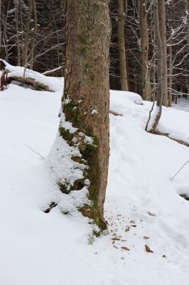 Dolní Morava, 27.1.2021
Králický Sněžník, javory u Kamenitého potoka.
Klíčová slova: Dolní Morava Králický Sněžník Kamenitý potok Phloeostichus denticollis