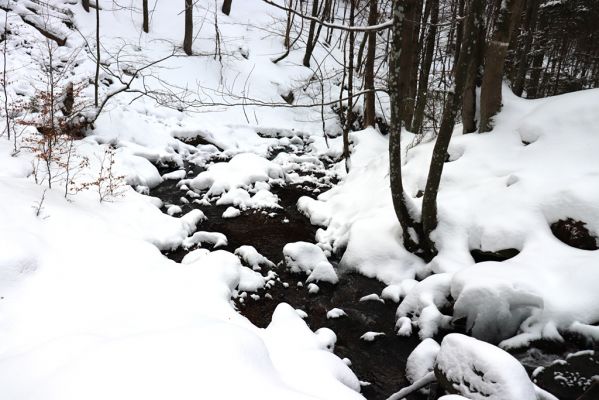 Dolní Morava, 27.1.2021
Králický Sněžník, javory u Kamenitého potoka.
Klíčová slova: Dolní Morava Králický Sněžník Kamenitý potok Phloeostichus denticollis