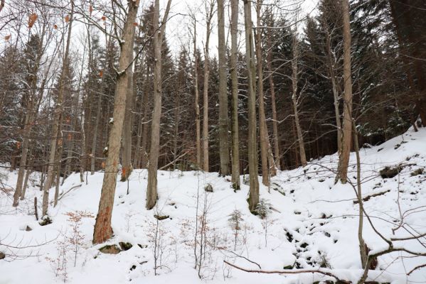 Dolní Morava, 27.1.2021
Králický Sněžník, javory u Kamenitého potoka.
Klíčová slova: Dolní Morava Králický Sněžník Kamenitý potok Phloeostichus denticollis