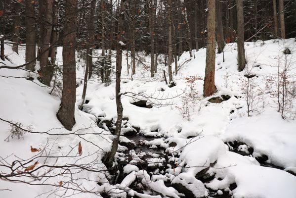 Dolní Morava, 27.1.2021
Králický Sněžník, javory u Kamenitého potoka.
Klíčová slova: Dolní Morava Králický Sněžník Kamenitý potok Phloeostichus denticollis