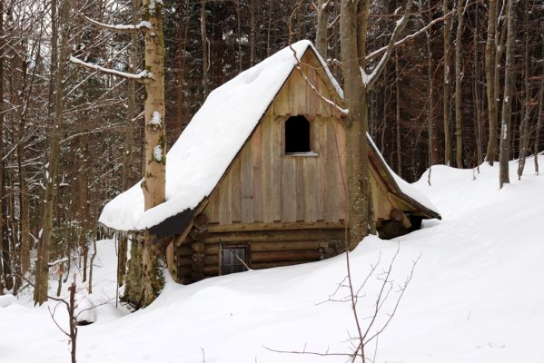Dolní Morava, 27.1.2021
Králický Sněžník, lovecká bouda u Kamenitého potoka.
Klíčová slova: Dolní Morava Králický Sněžník Kamenitý potok lovecká bouda Phloeostichus denticollis
